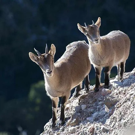 Xalet De La Muntanya El Brucmontserrat Vakantiehuis *